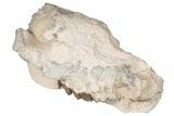 Fossil Running Rhino (Hyracodon) Partial Skull - South Dakota #198197-2